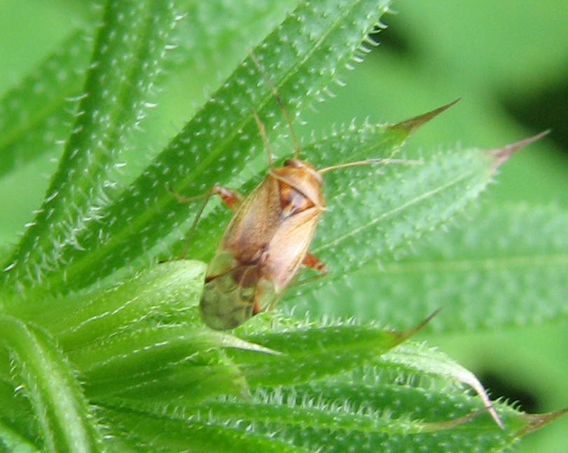 Miridae: Pinalitus cervinus della Lombardia (BG)