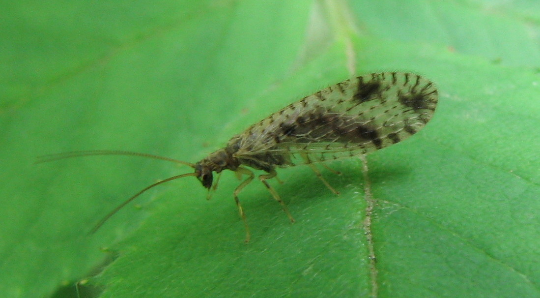 Micromus variegatus