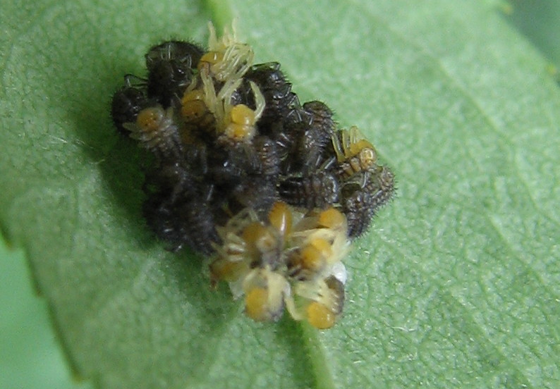 Larve di coccinella?
