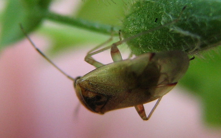Miridae: Pinalitus cervinus della Lombardia (BG)