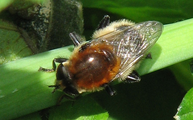 Dittero che assomiglia a un imenottero