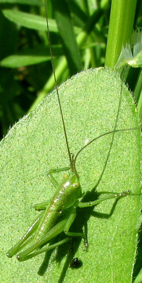 Cavalletta verde: Tettigonia sp.