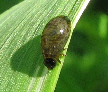 Juv di Crisomelide Criocerino