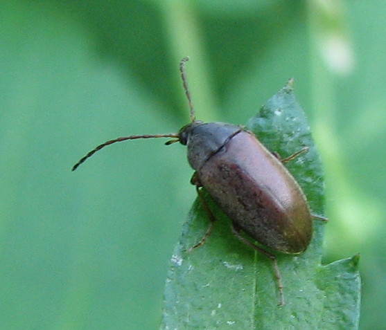 Coleottero da identificare: Isomira