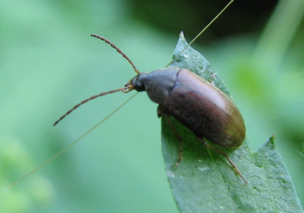 Coleottero da identificare: Isomira