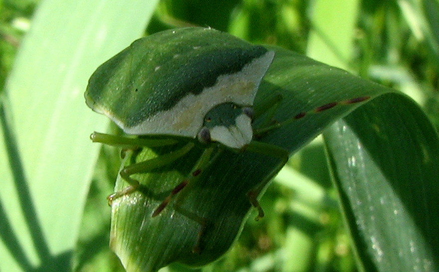 Nezara viridula forma torquata