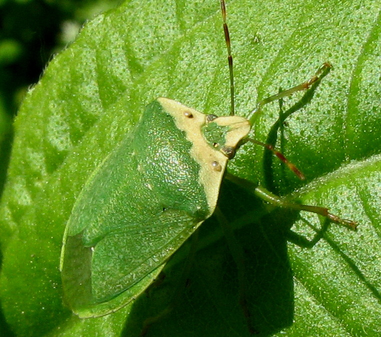 Nezara viridula forma torquata