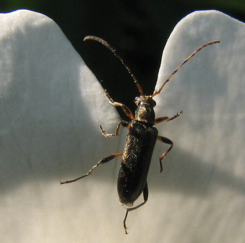 Cerambicide: Grammoptera ruficornis