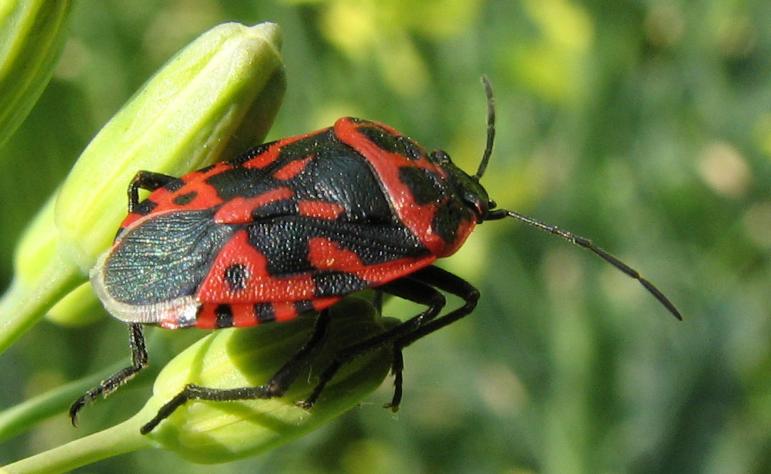 Eurydema ventralis del Bergamasco