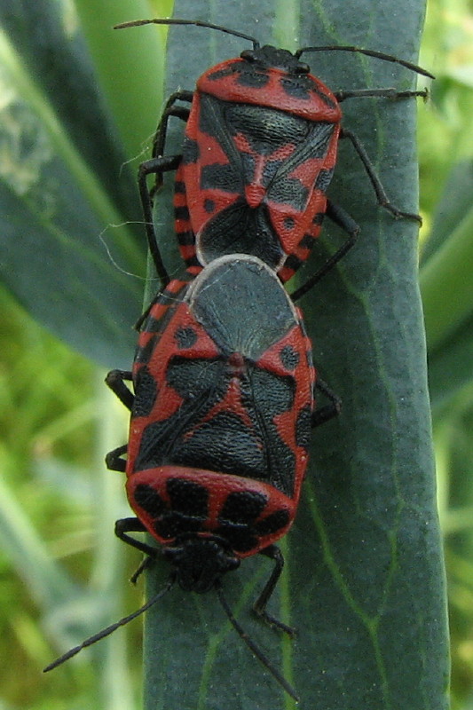 Eurydema ventralis del Bergamasco