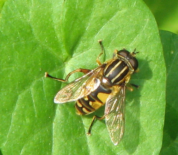Helophilus?