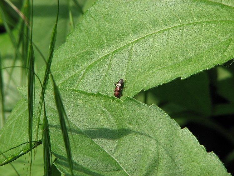 identificazione: Phymatodes fasciatus