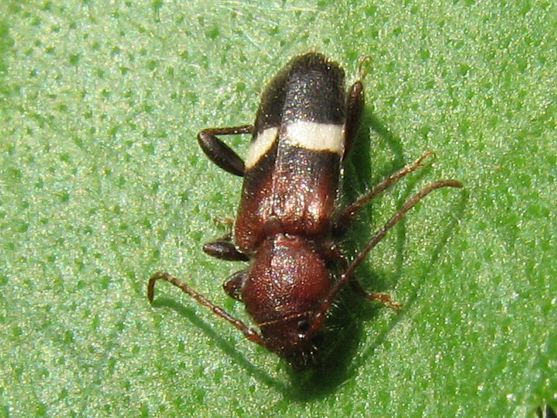 identificazione: Phymatodes fasciatus