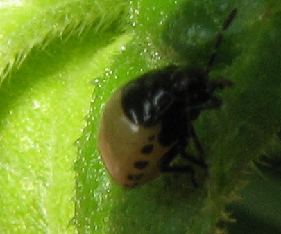 Piccola neanide & ninfa gialla di Tritomegas bicolor