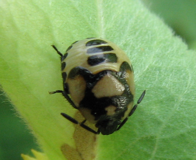 Piccola neanide & ninfa gialla di Tritomegas bicolor