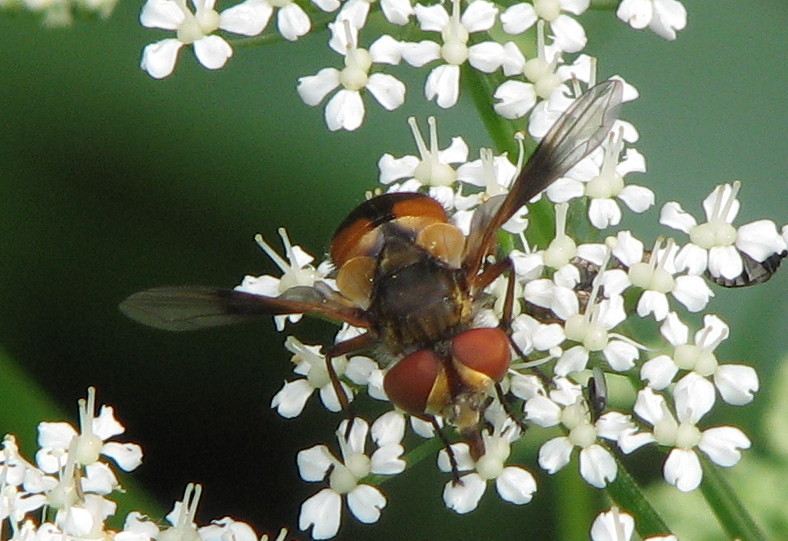 Ectophasia crassipennis F (Tachinidae)