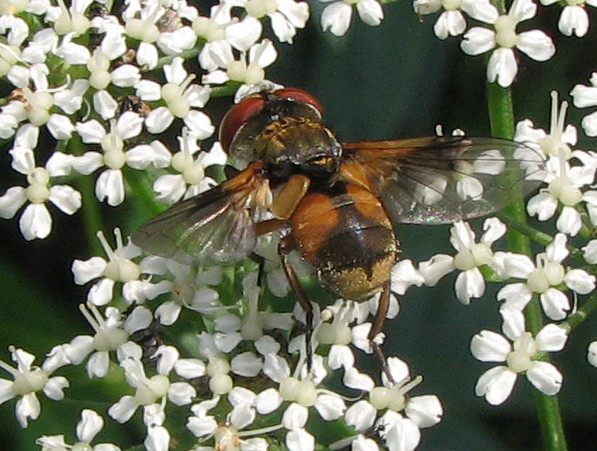 Ectophasia crassipennis F (Tachinidae)