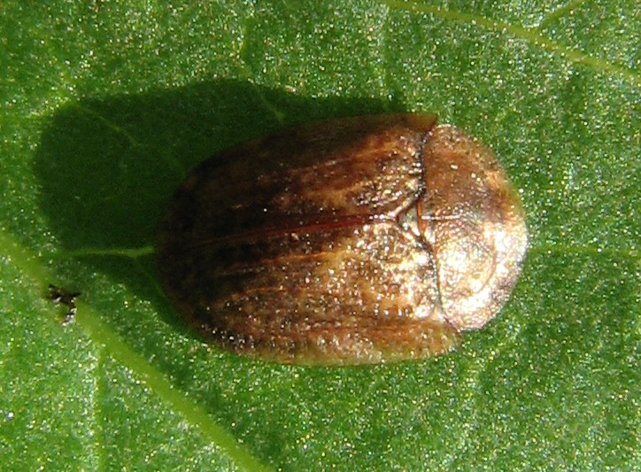 Ancora Cassida: Hypocassida subferruginea