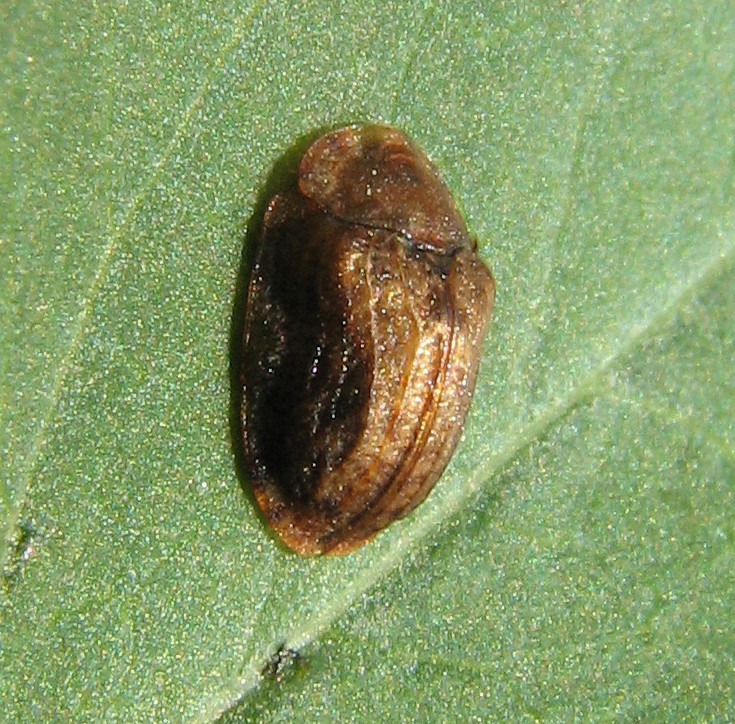 Ancora Cassida: Hypocassida subferruginea