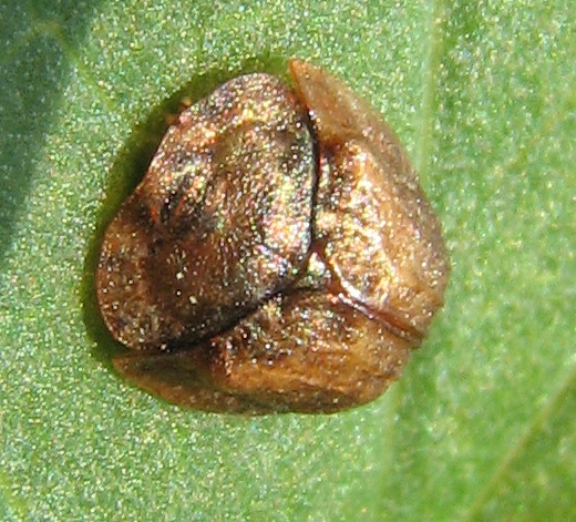 Ancora Cassida: Hypocassida subferruginea