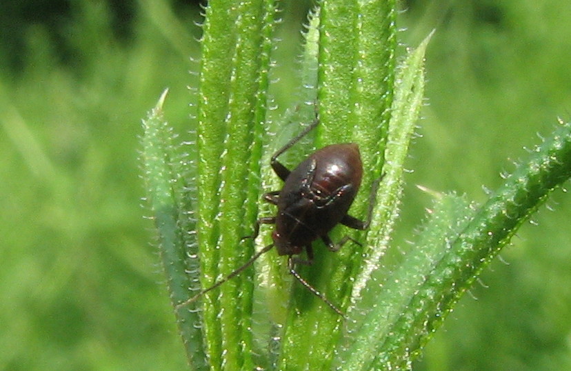 Neanide di... Polymerus sp. (cfr.)