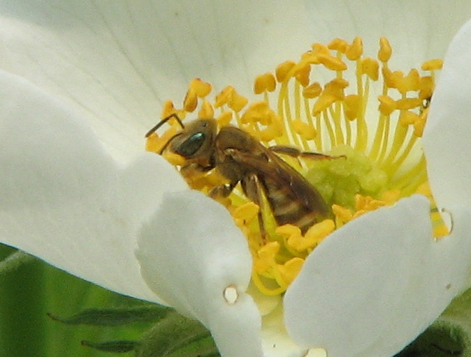 Halictus (Vestitohalictus) sp. F (Apidae Halictinae)