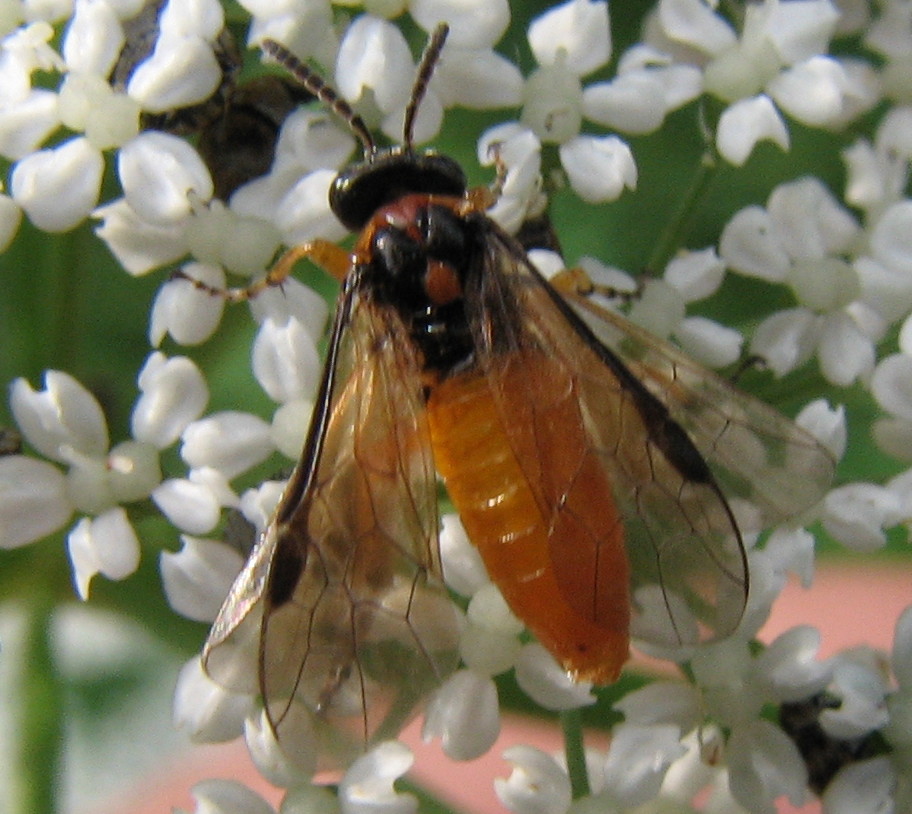 Tenthredinidae: Athalia rosae
