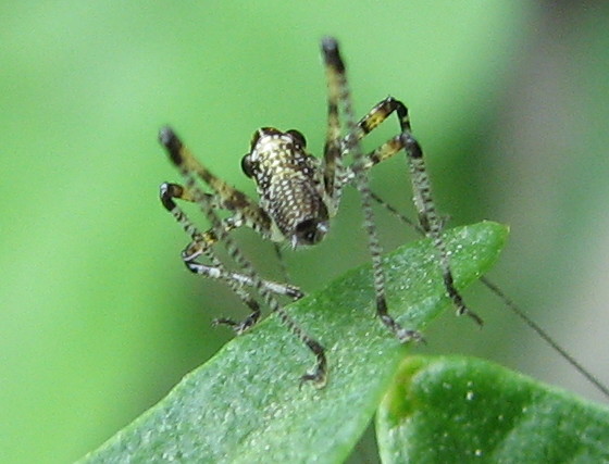 Che antenne lunghe..... Phaneroptera sp.