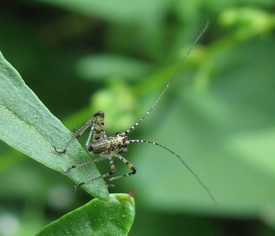 Che antenne lunghe..... Phaneroptera sp.