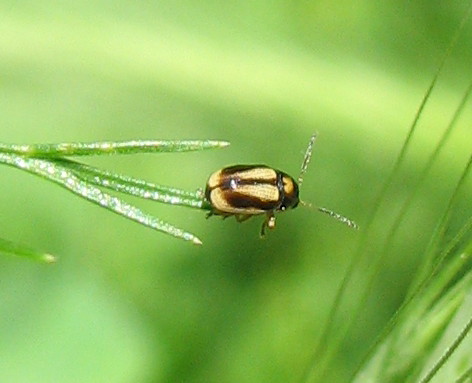 Coleottero? Cryptocephalus fulvus