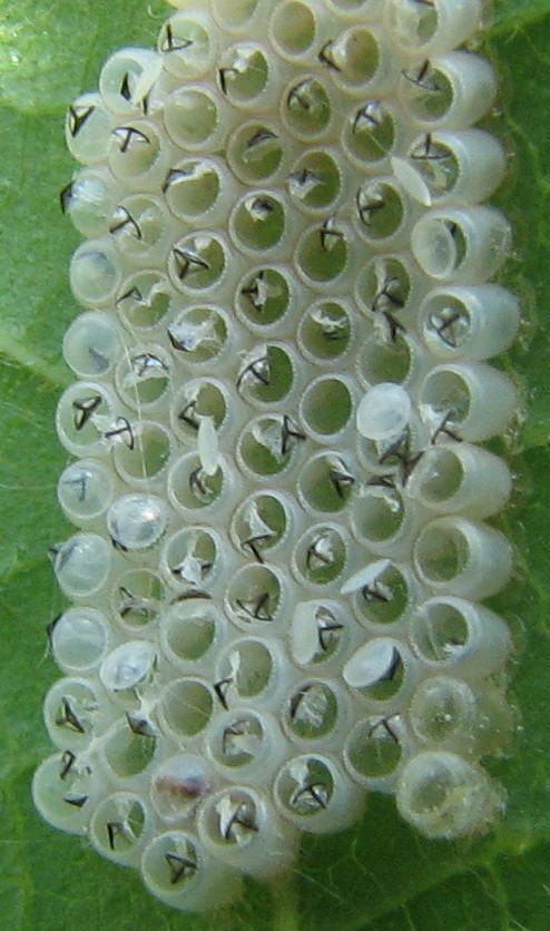 ovatura bianca