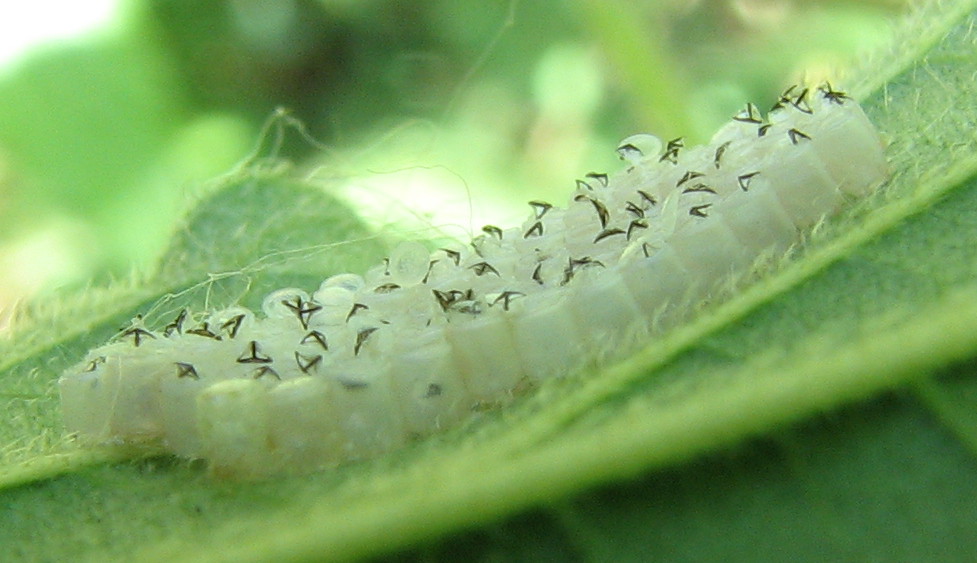 ovatura bianca