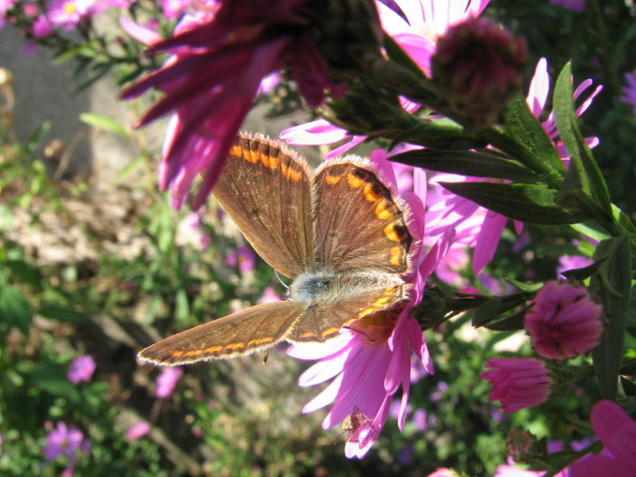 Lycaenidae da identificare