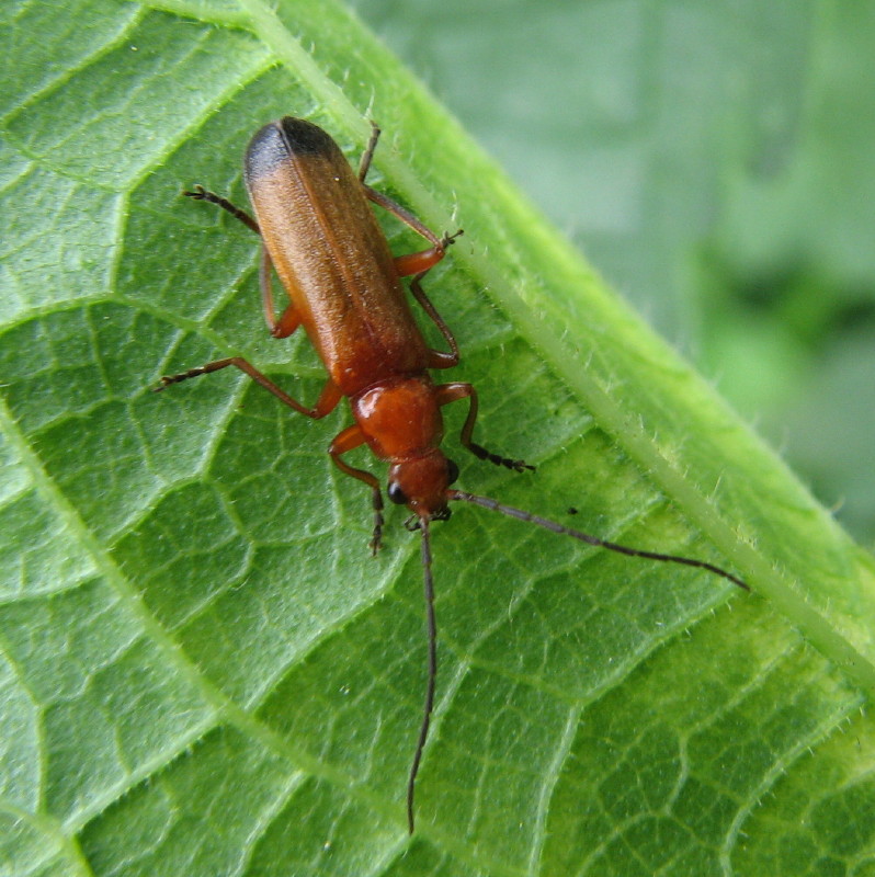 Rhagonycha fulva