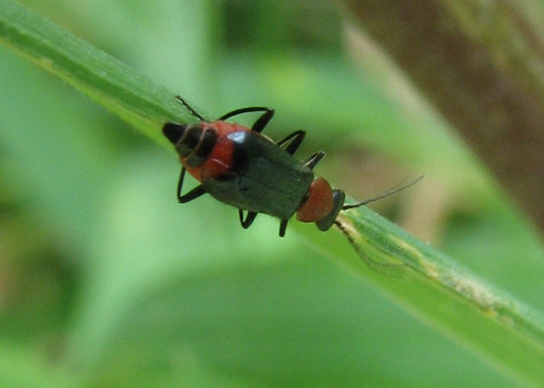Malachiidae