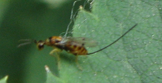 Imenotterino piccolo piccolo con lunga terebra (Torymidae)