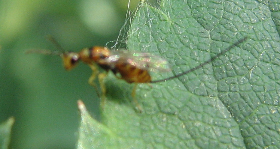 Imenotterino piccolo piccolo con lunga terebra (Torymidae)