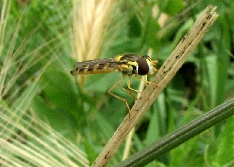 Sirphydae