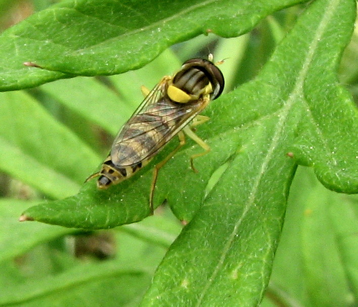 Sirphydae
