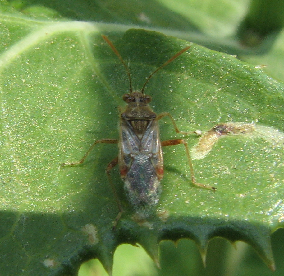 Piccolo eterottero: Liorhyssus hyalinus