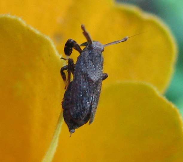 Identificazione - Asiraca clavicornis  da Treviglio BG