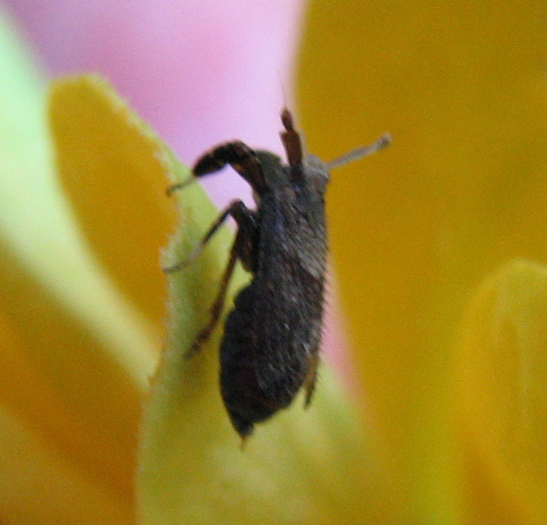 Identificazione - Asiraca clavicornis  da Treviglio BG