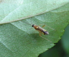 Eterottero molto piccolo: Campyloneura virgula (Miridae)