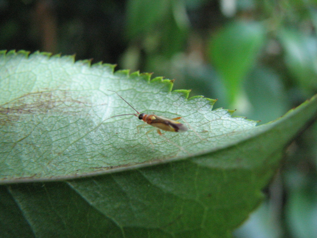 Eterottero molto piccolo: Campyloneura virgula (Miridae)