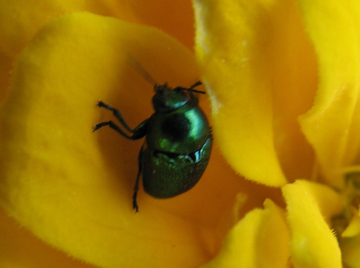 Chryptocephalus ?