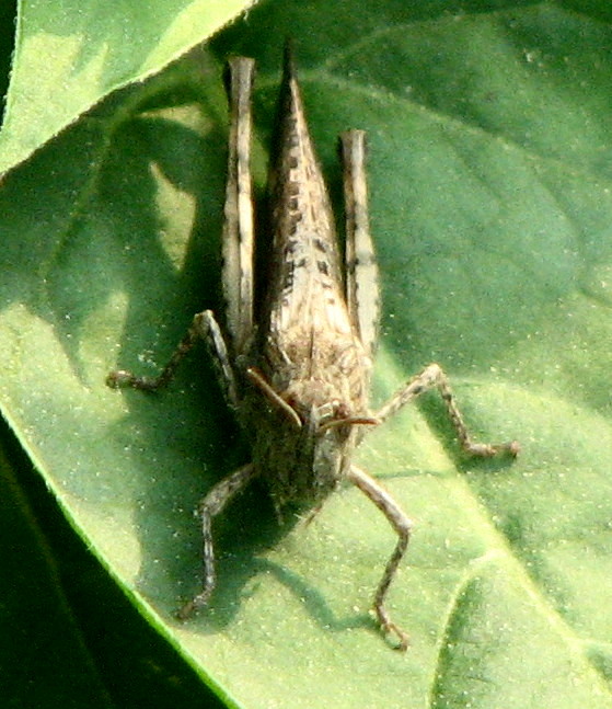 piccola cavalletta grigia: cf Chorthippus(Glyptobothrus) sp.