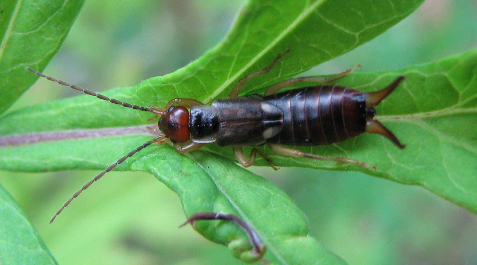 Forficula auricularia