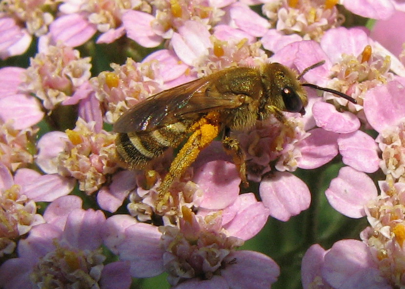 Halictus (Vestitohalictus) sp. F (Apidae Halictinae)