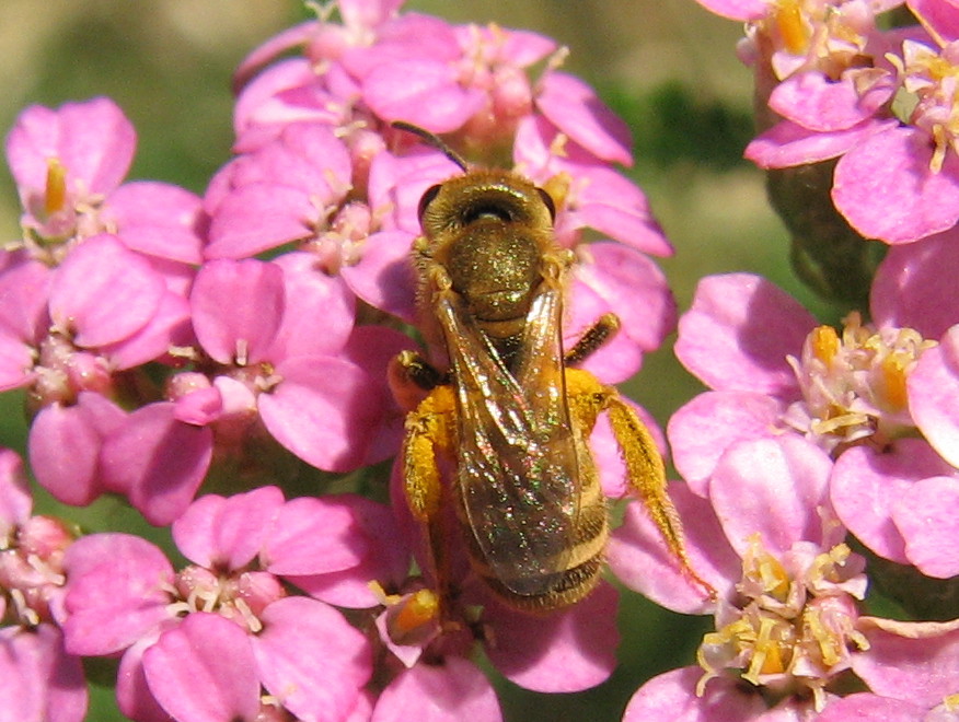 Halictus (Vestitohalictus) sp. F (Apidae Halictinae)