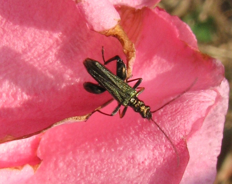 Cerambicide? Oedemera flavipes